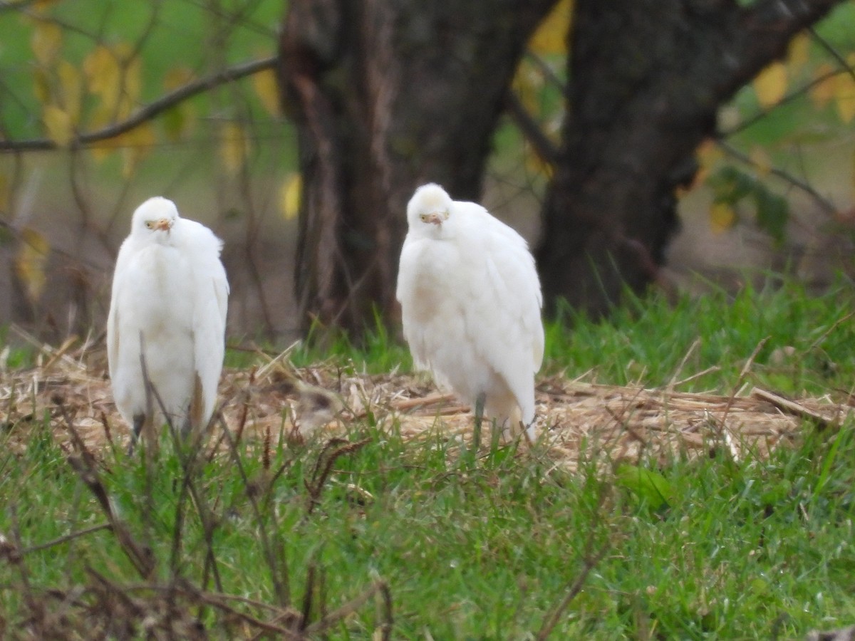 ニシアマサギ - ML644412009