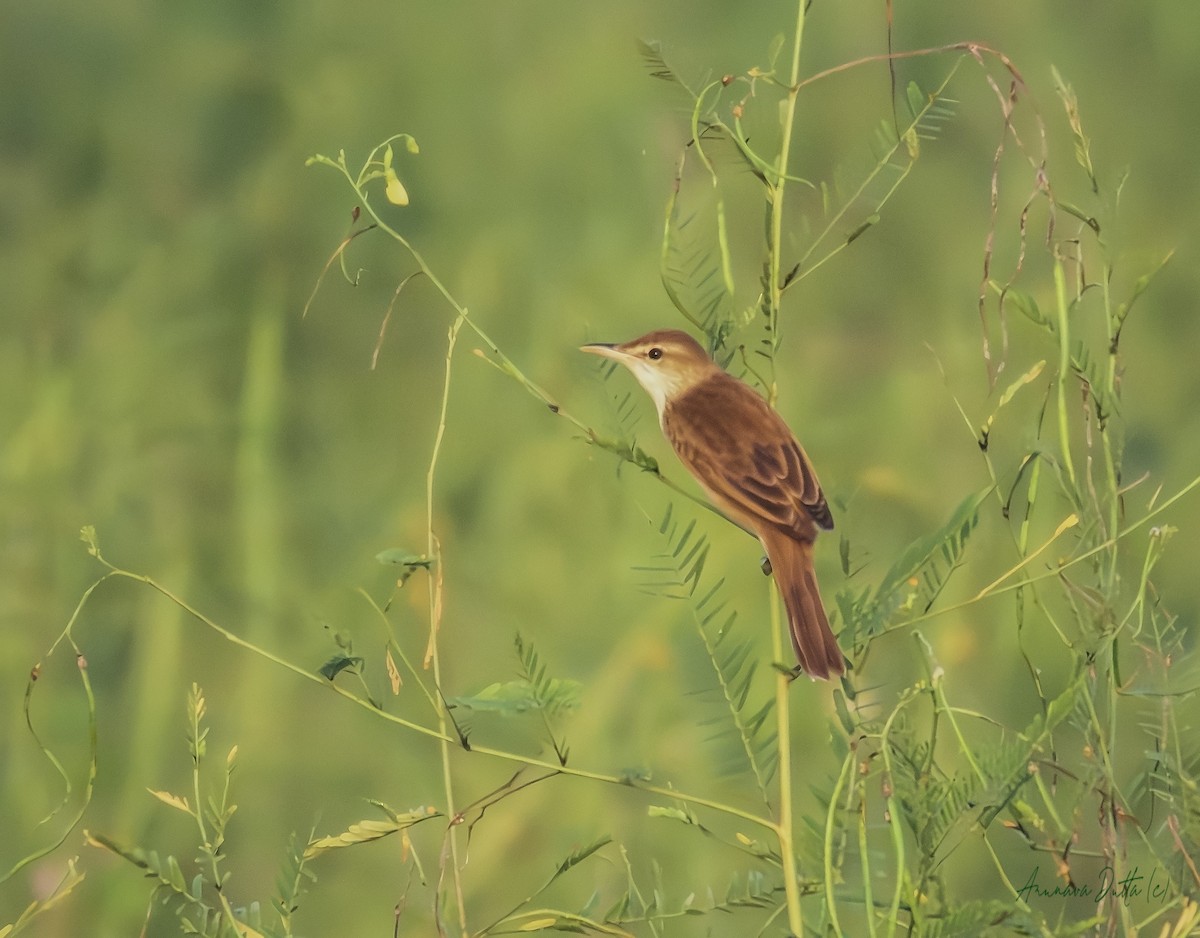 Clamorous Reed Warbler - ML644412017