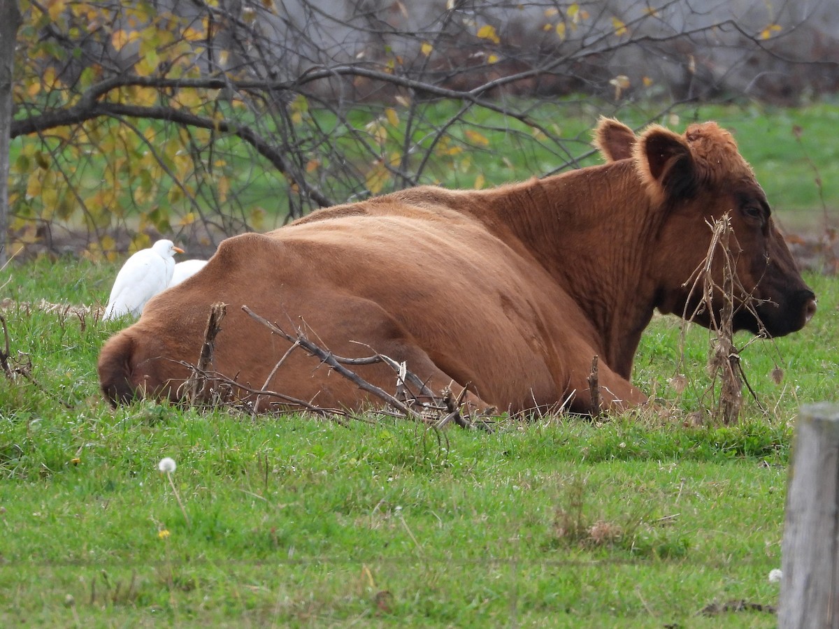 ニシアマサギ - ML644412019
