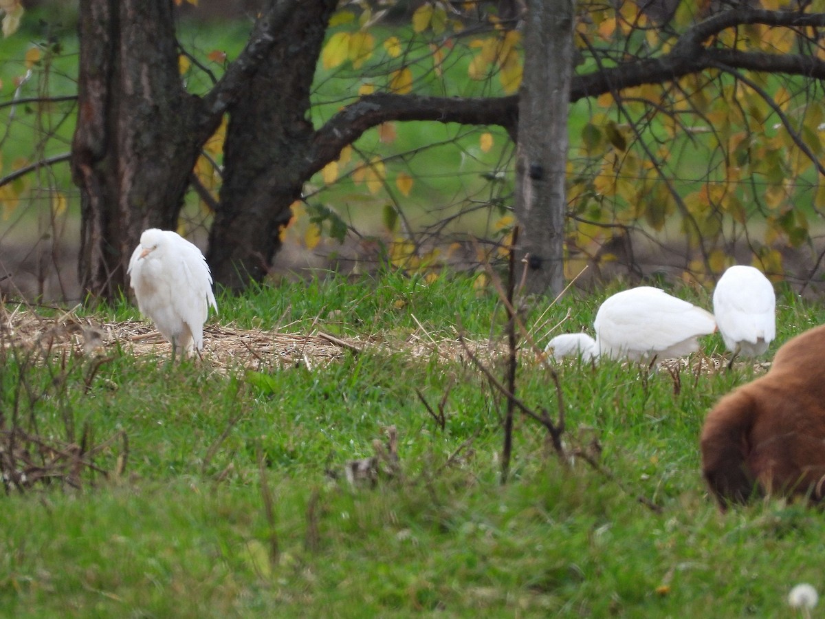 ニシアマサギ - ML644412020