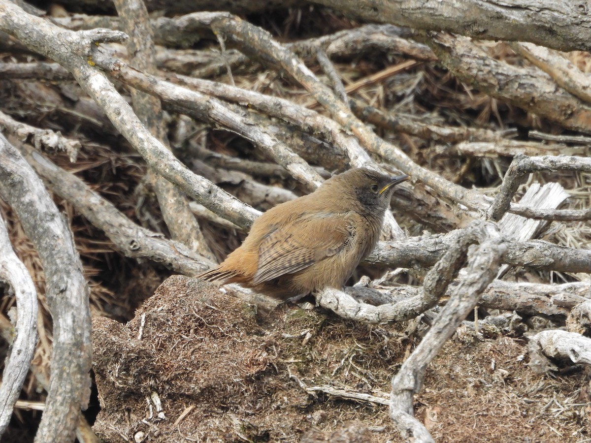 Falklandzaunkönig - ML644412045