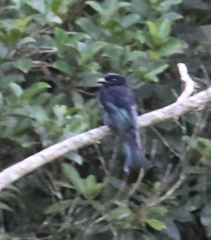 Hair-crested Drongo - ML644412050