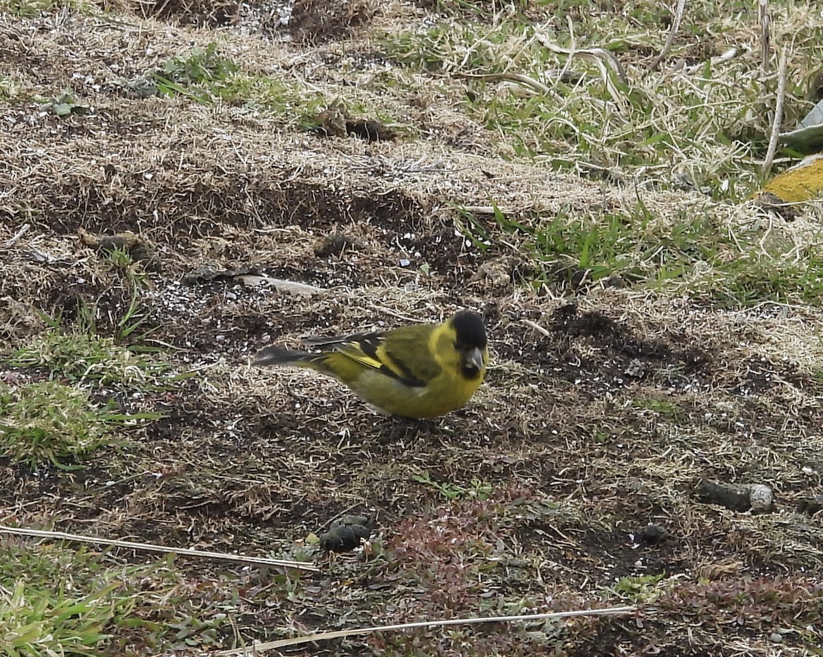 čížek vousatý - ML644412059