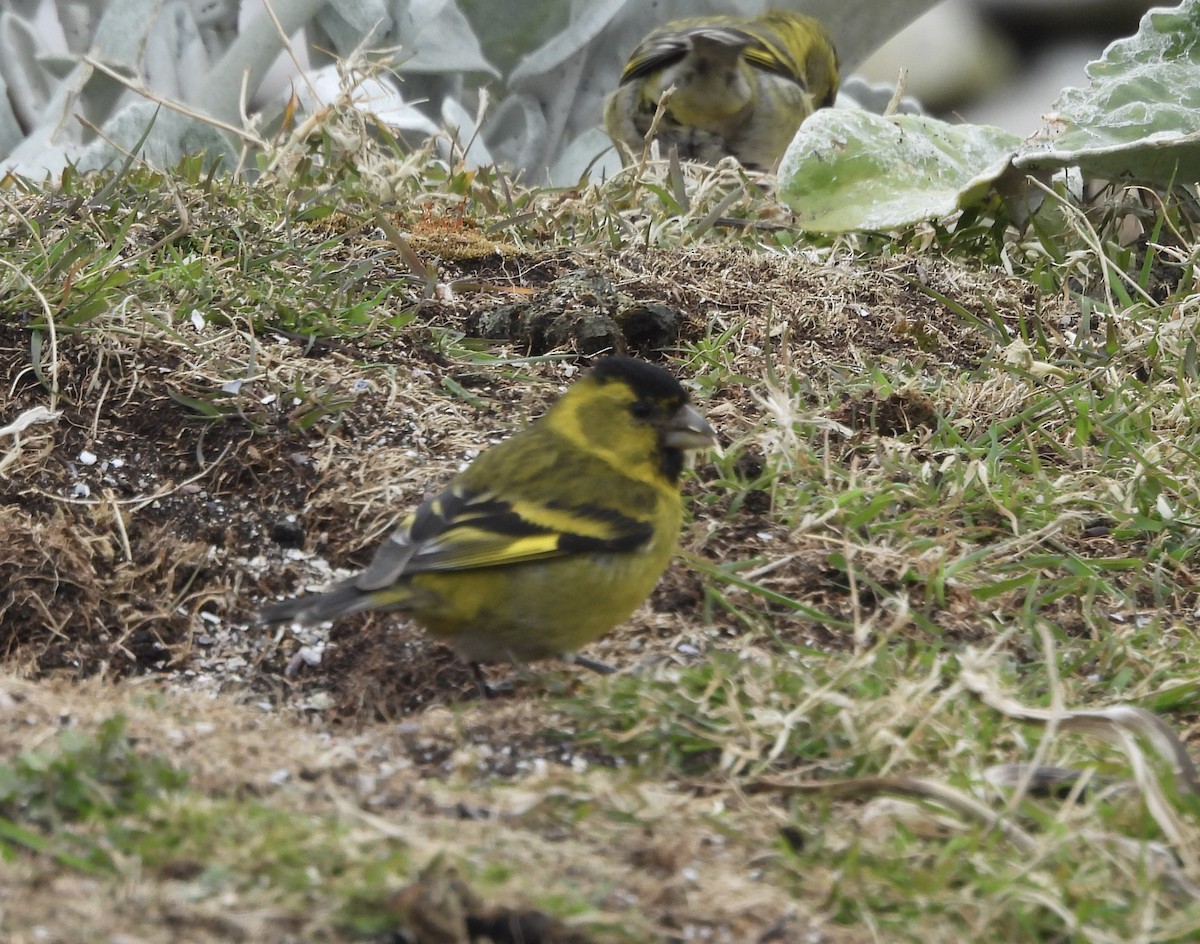 čížek vousatý - ML644412060