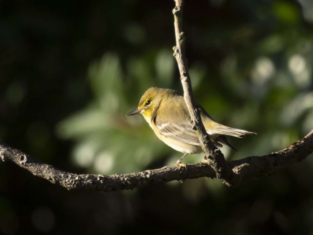 סבכון אורנים - ML644412063