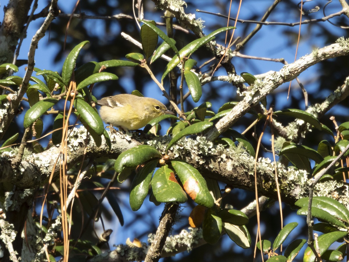 סבכון אורנים - ML644412064