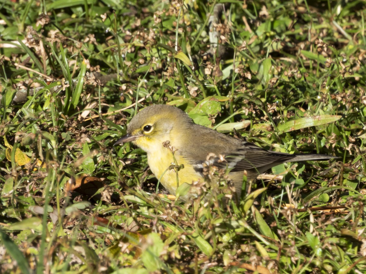 סבכון אורנים - ML644412065