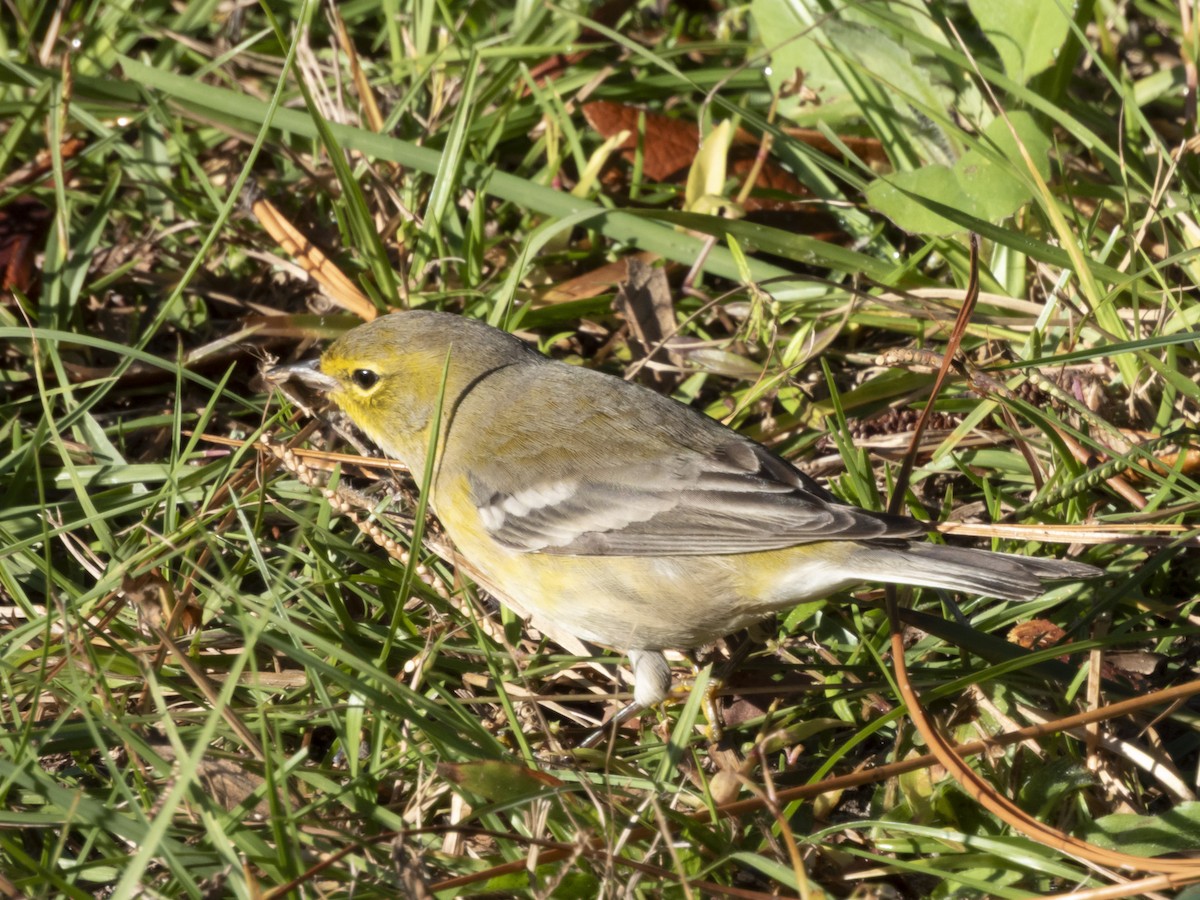 סבכון אורנים - ML644412069