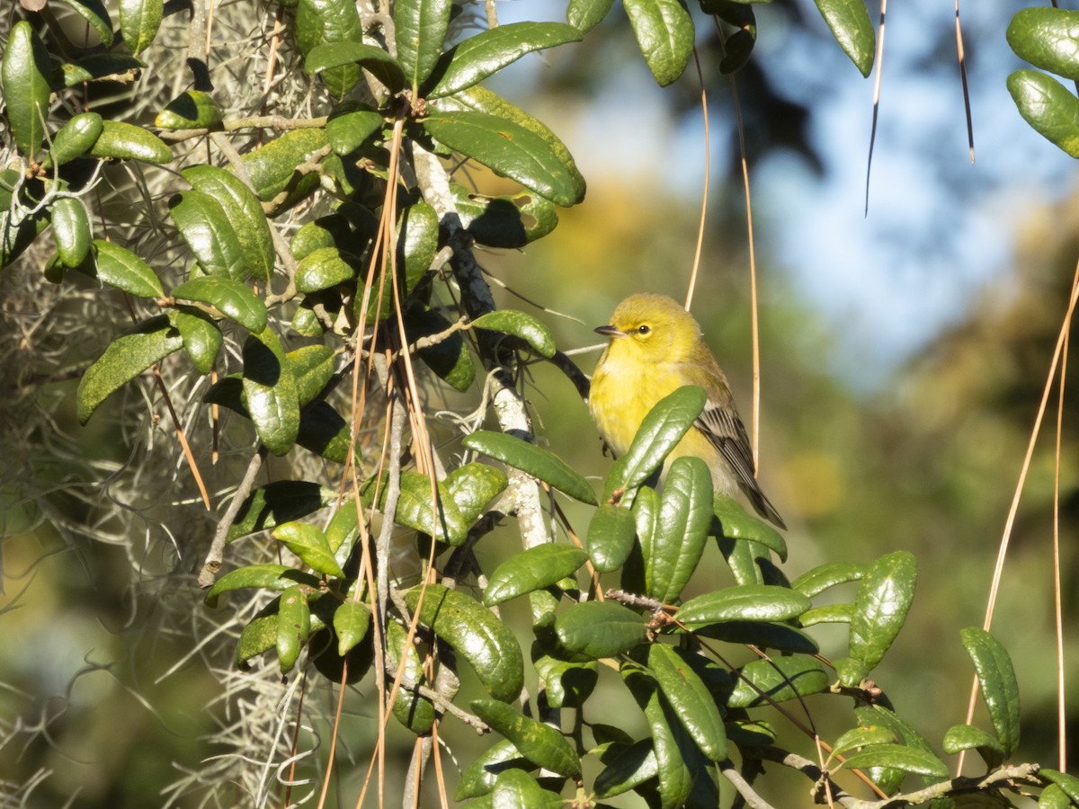 סבכון אורנים - ML644412070