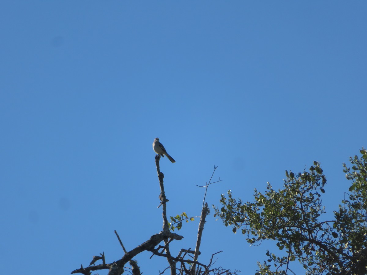 Пересмішник багатоголосий - ML644412083