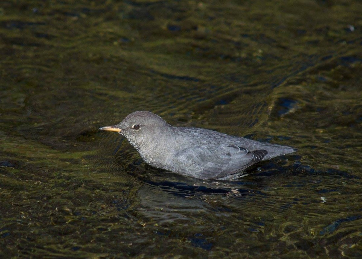 gråfossekall - ML644412094