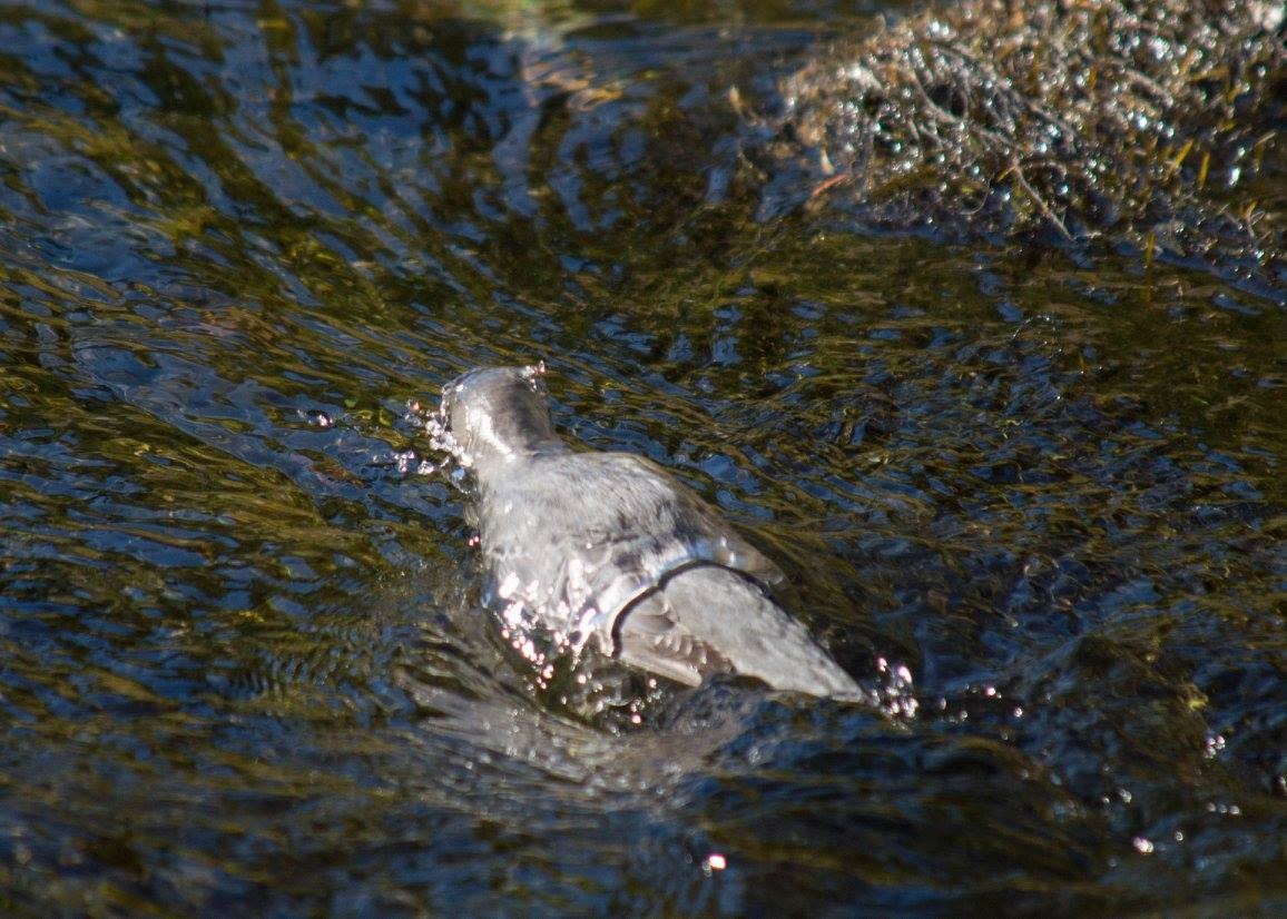 gråfossekall - ML644412095