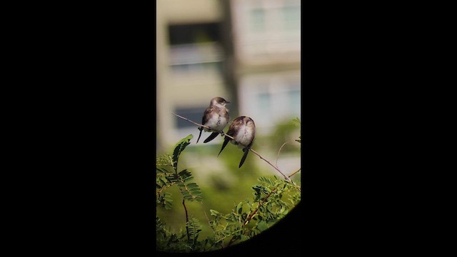 taperasvale (fusca) - ML644412096