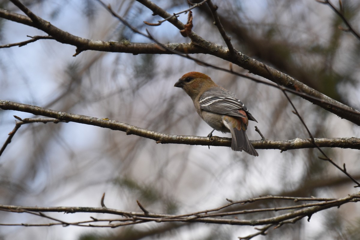 Ciuffolotto delle pinete - ML644412105