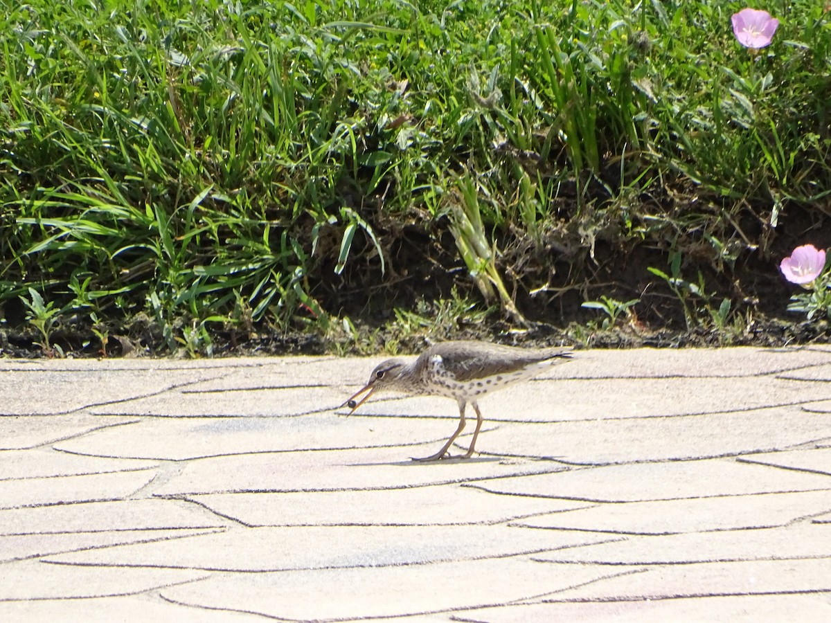 Spotted Sandpiper - ML644412110