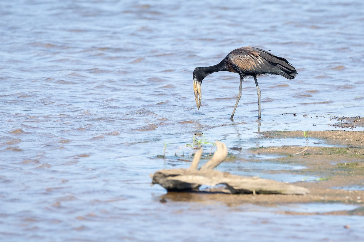 Matxardamoko beltza - ML644412112