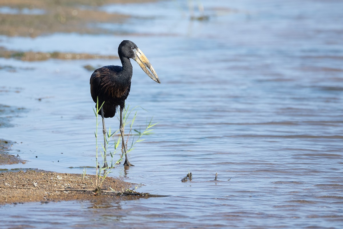 Matxardamoko beltza - ML644412113