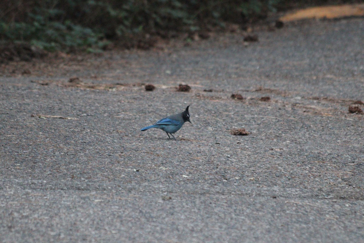 Steller Kargası - ML644412115