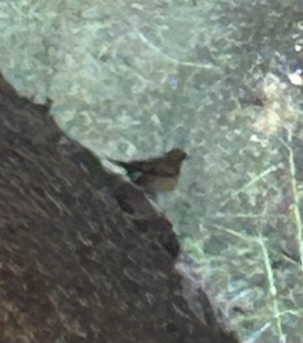 Varied Thrush - ML644412120