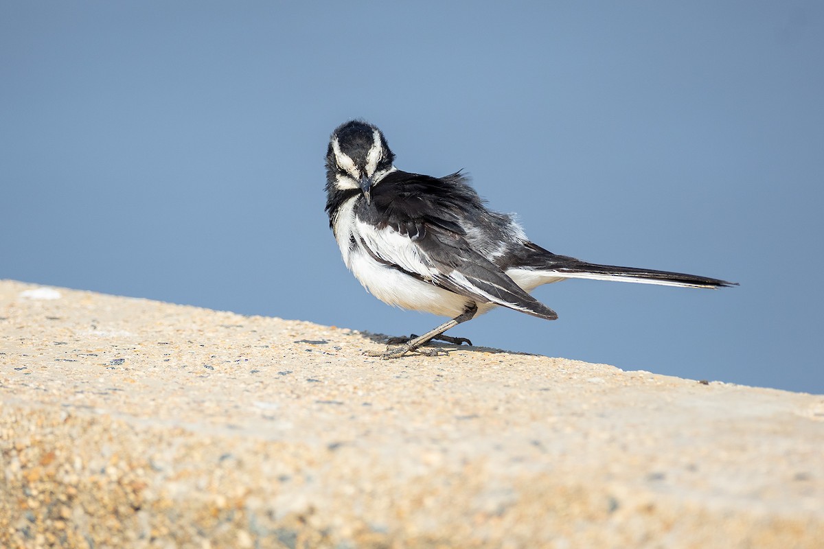 African Pied Wagtail - ML644412130