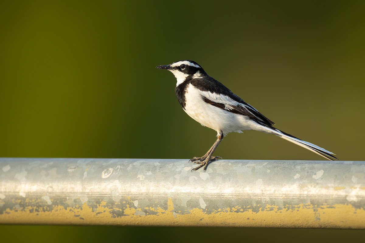 African Pied Wagtail - ML644412131