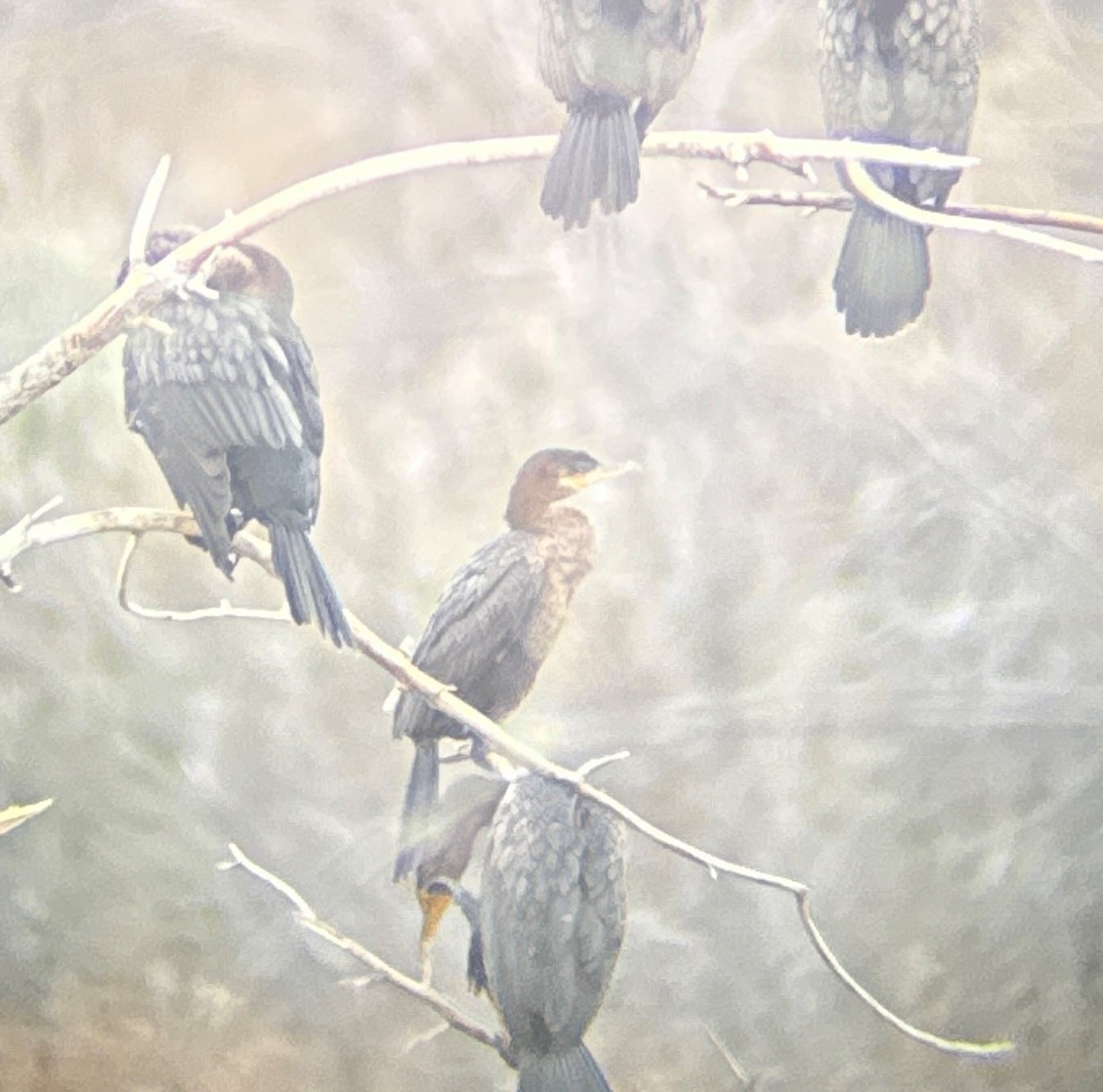 flodskarv - ML644412137