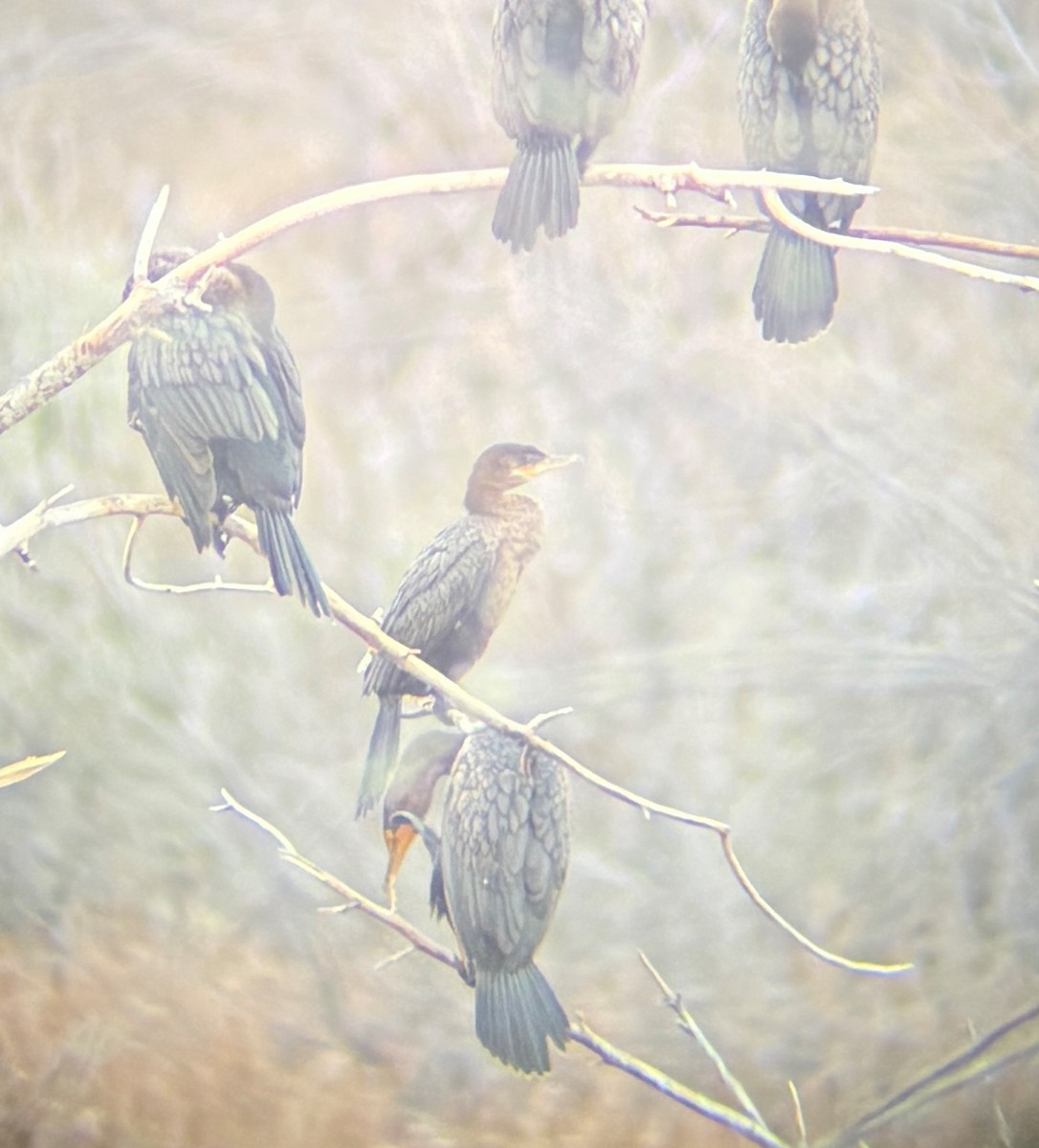 flodskarv - ML644412138