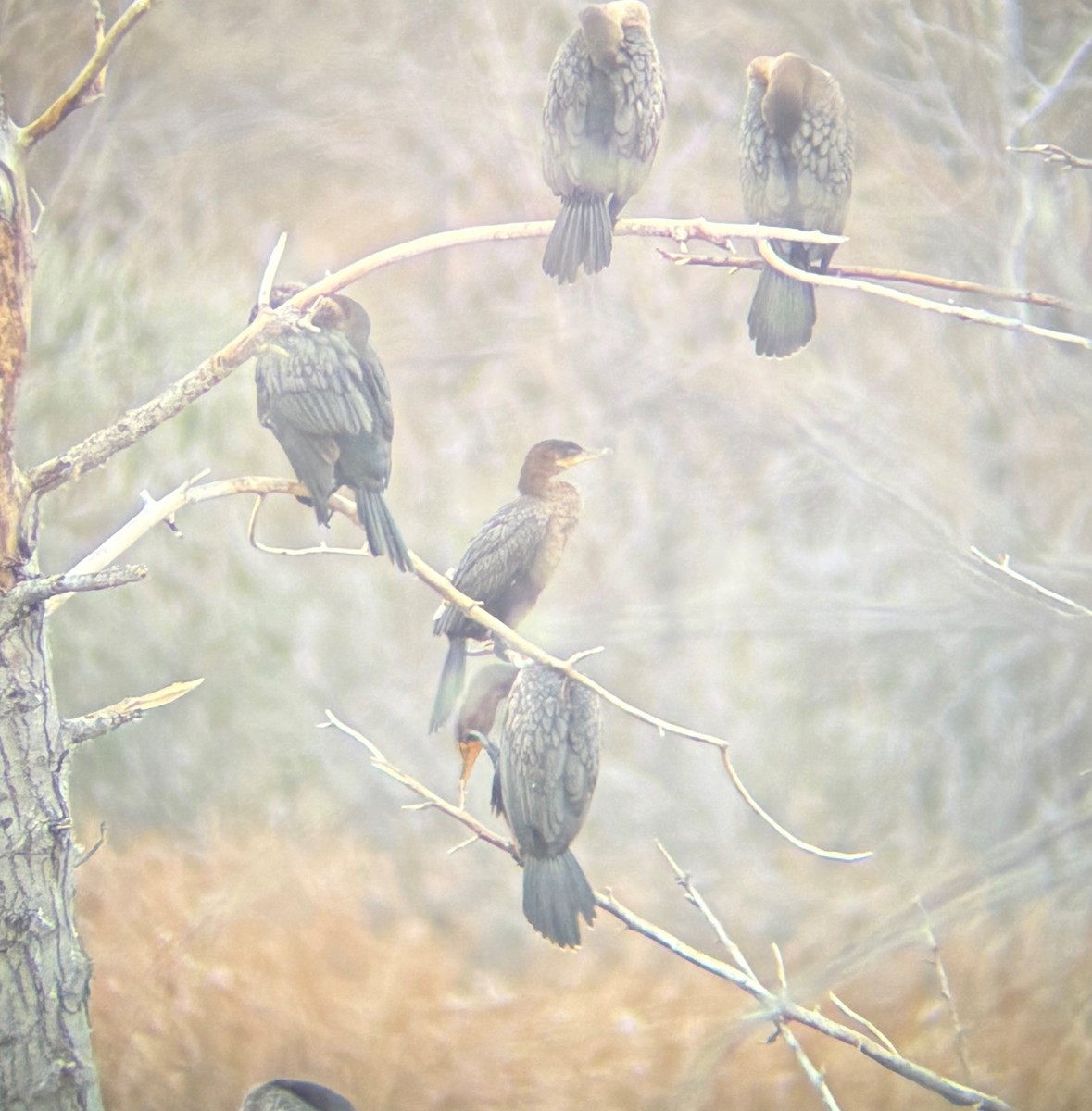 flodskarv - ML644412139