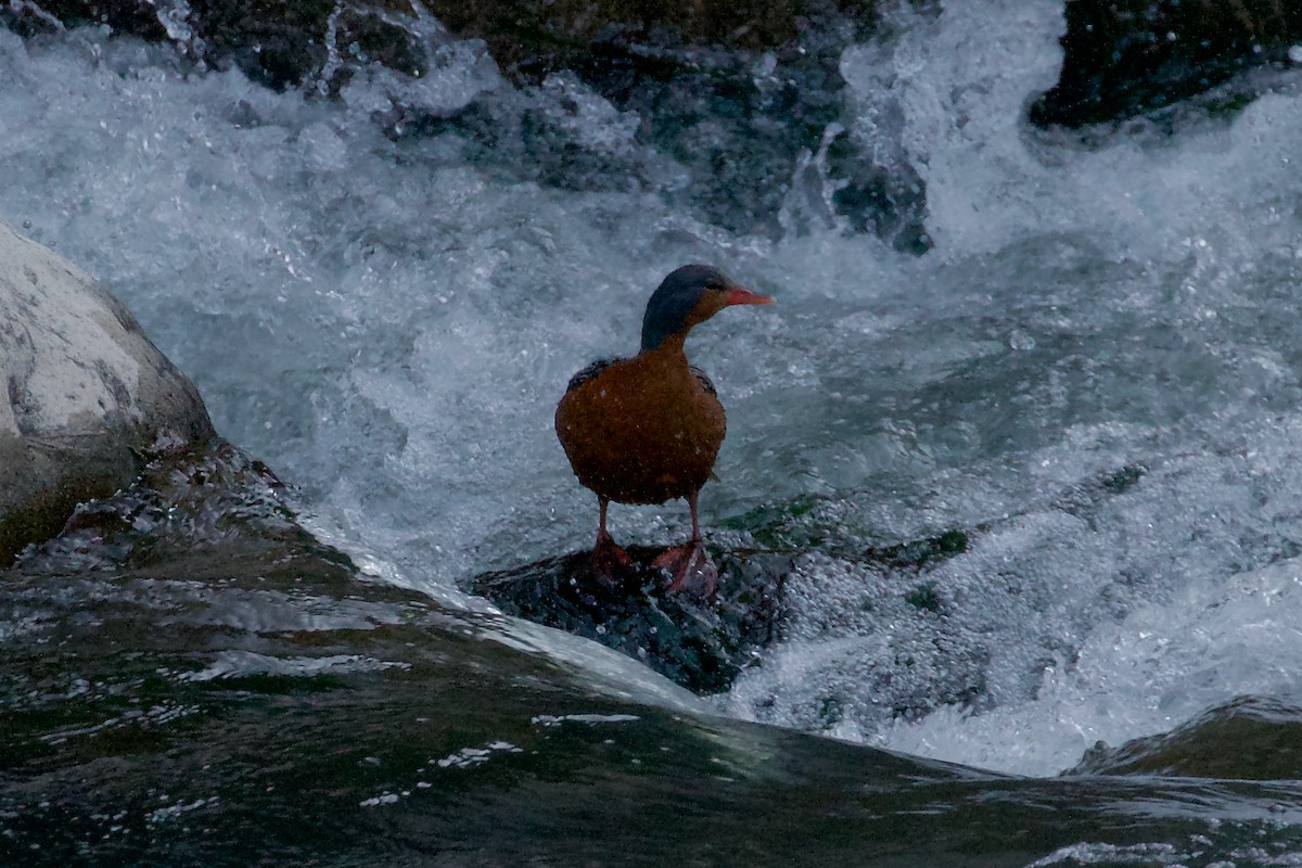 Torrent Duck - ML644412142