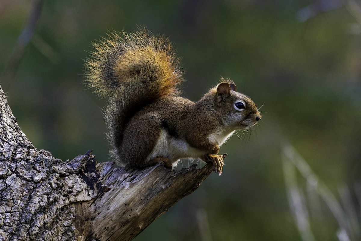 American Red Squirrel - ML644412168
