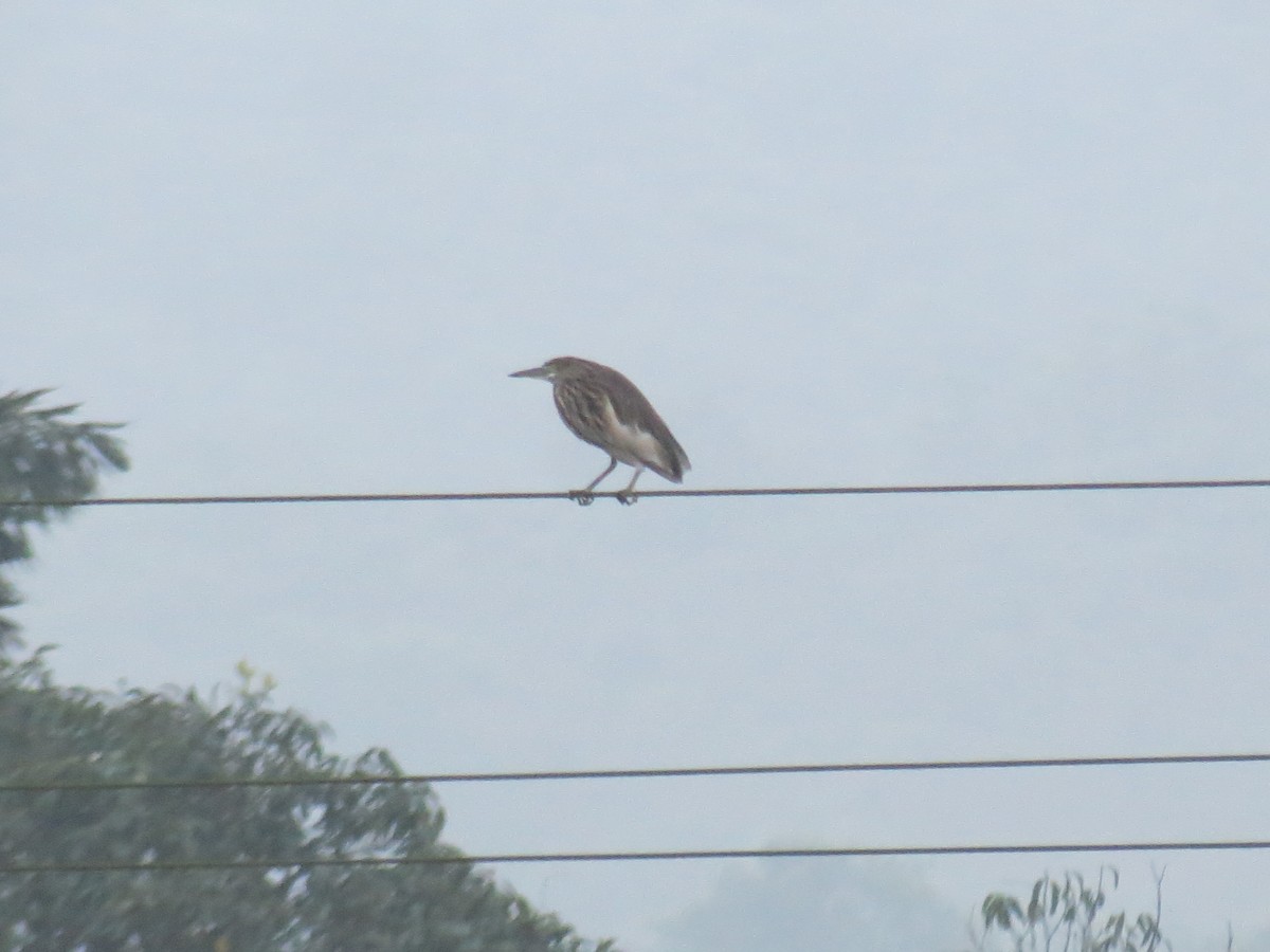 אנפית סוף הודית - ML644412169