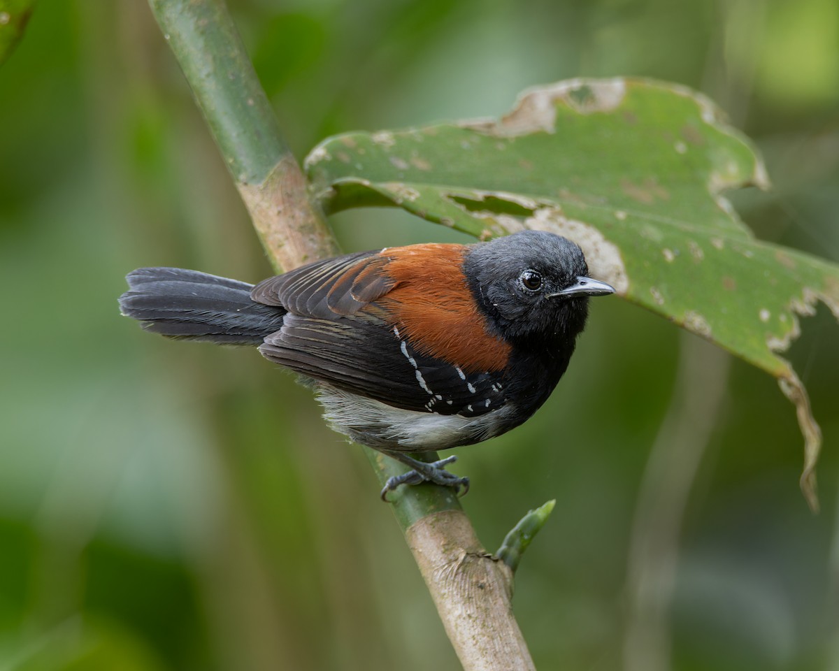 ズキンヒメアリサザイ - ML644412182