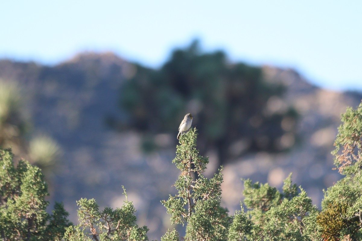Altın Başlı Çulhakuşu - ML644412198