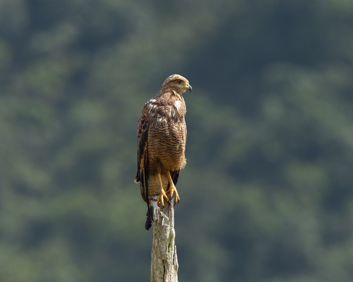 Savanna Hawk - ML644412207