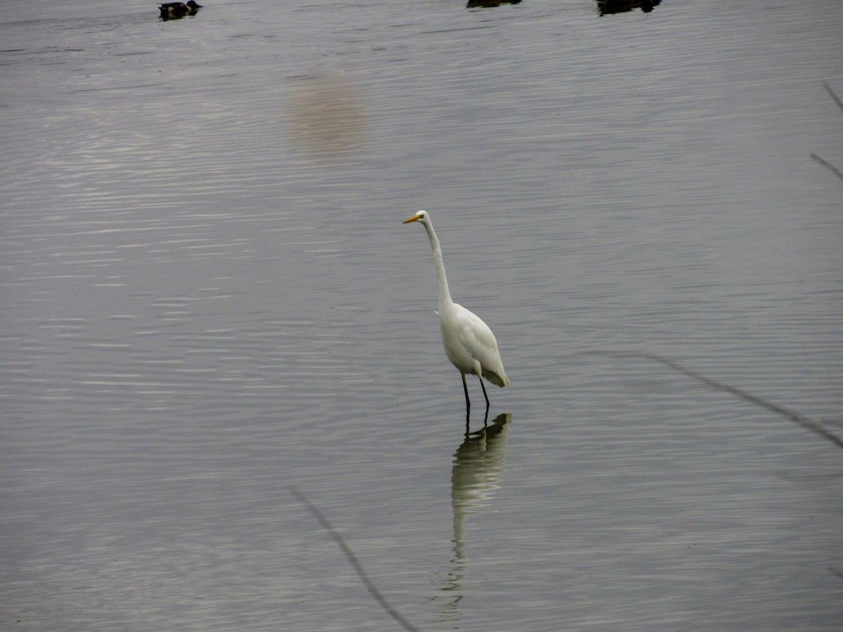Цасч дэглий - ML644412208