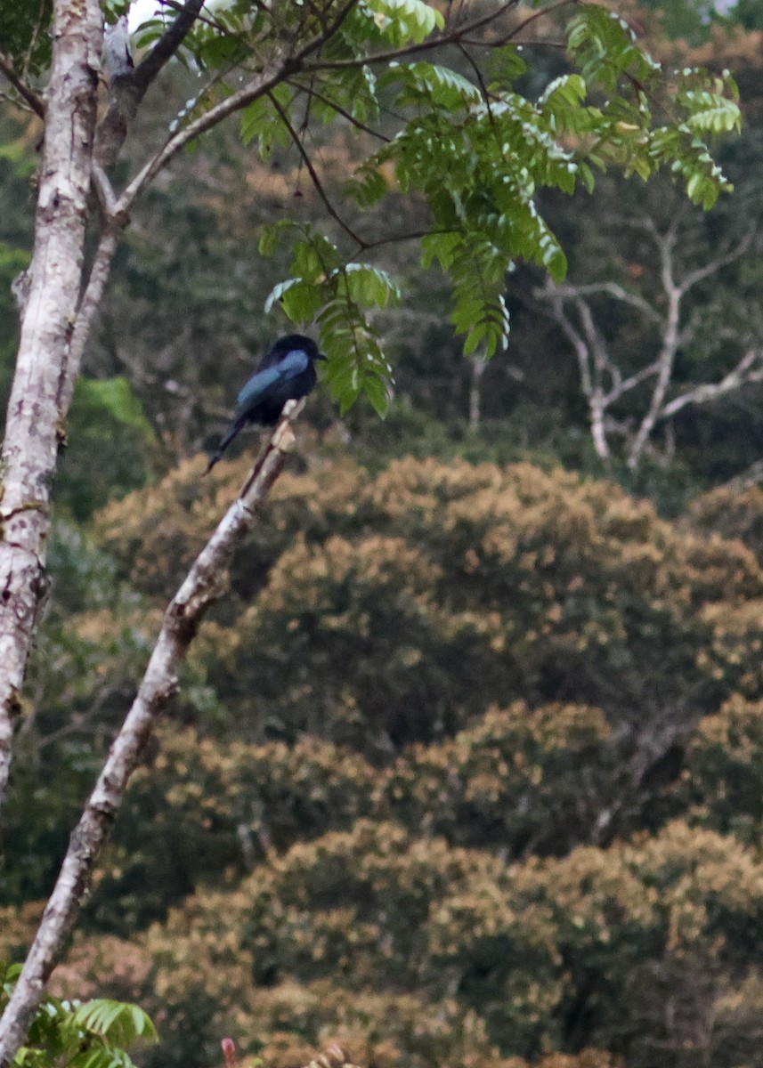 Hair-crested Drongo - ML644412210