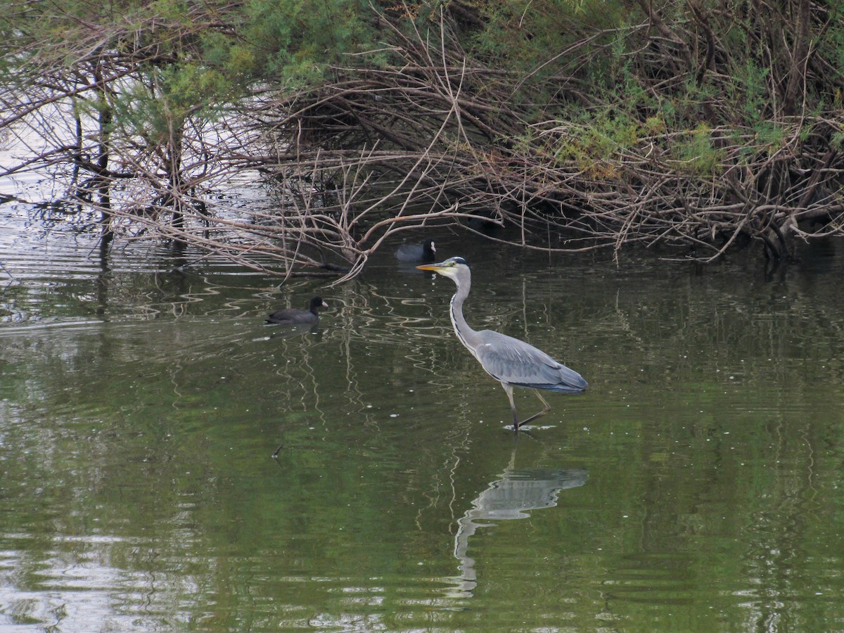 Хөх дэглий - ML644412212