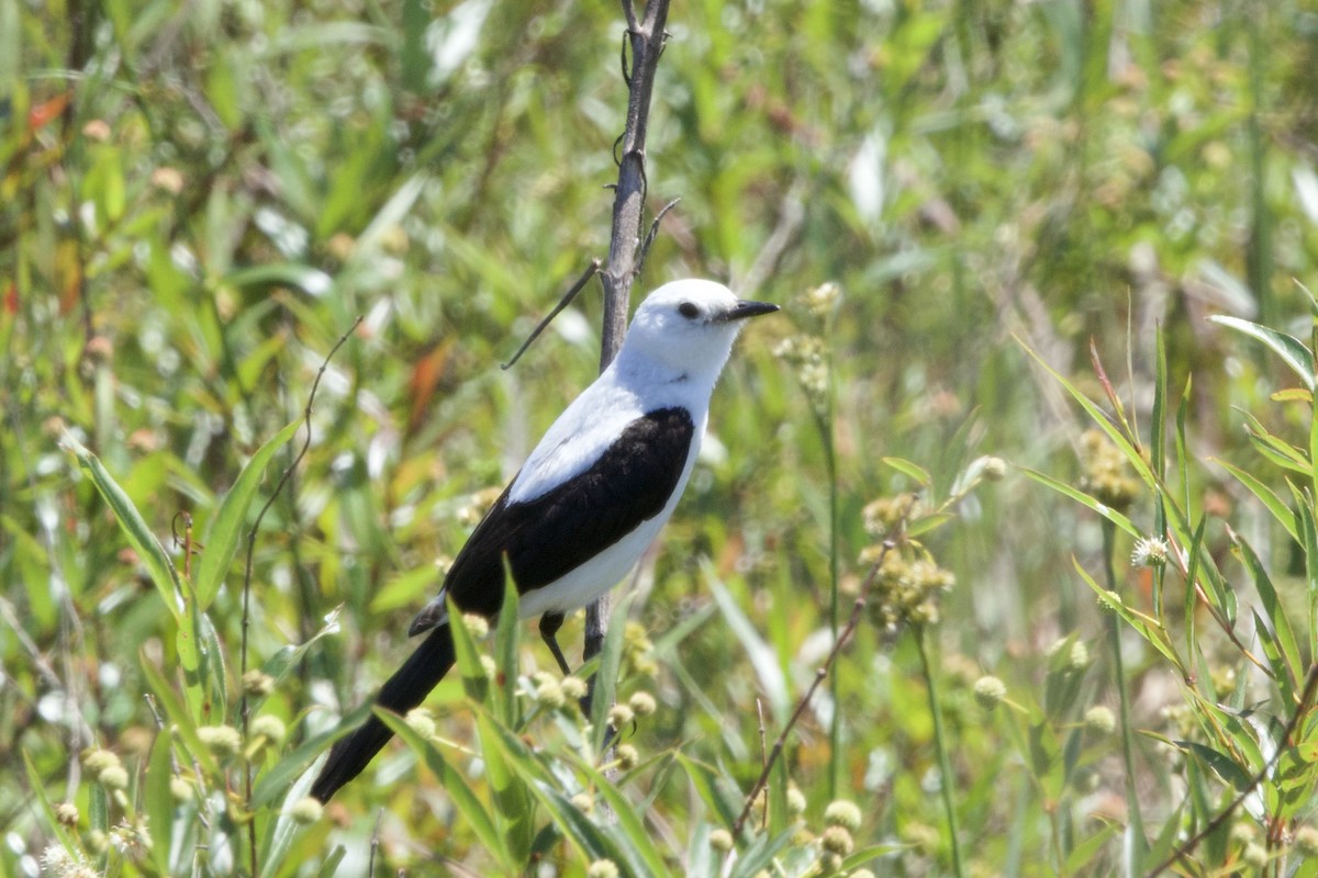 Black-and-white Monjita - ML644412214