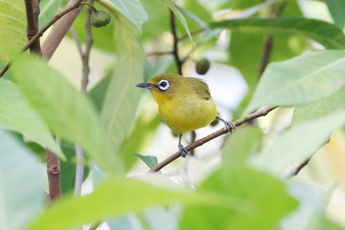 Lemon-bellied White-eye - ML644412216