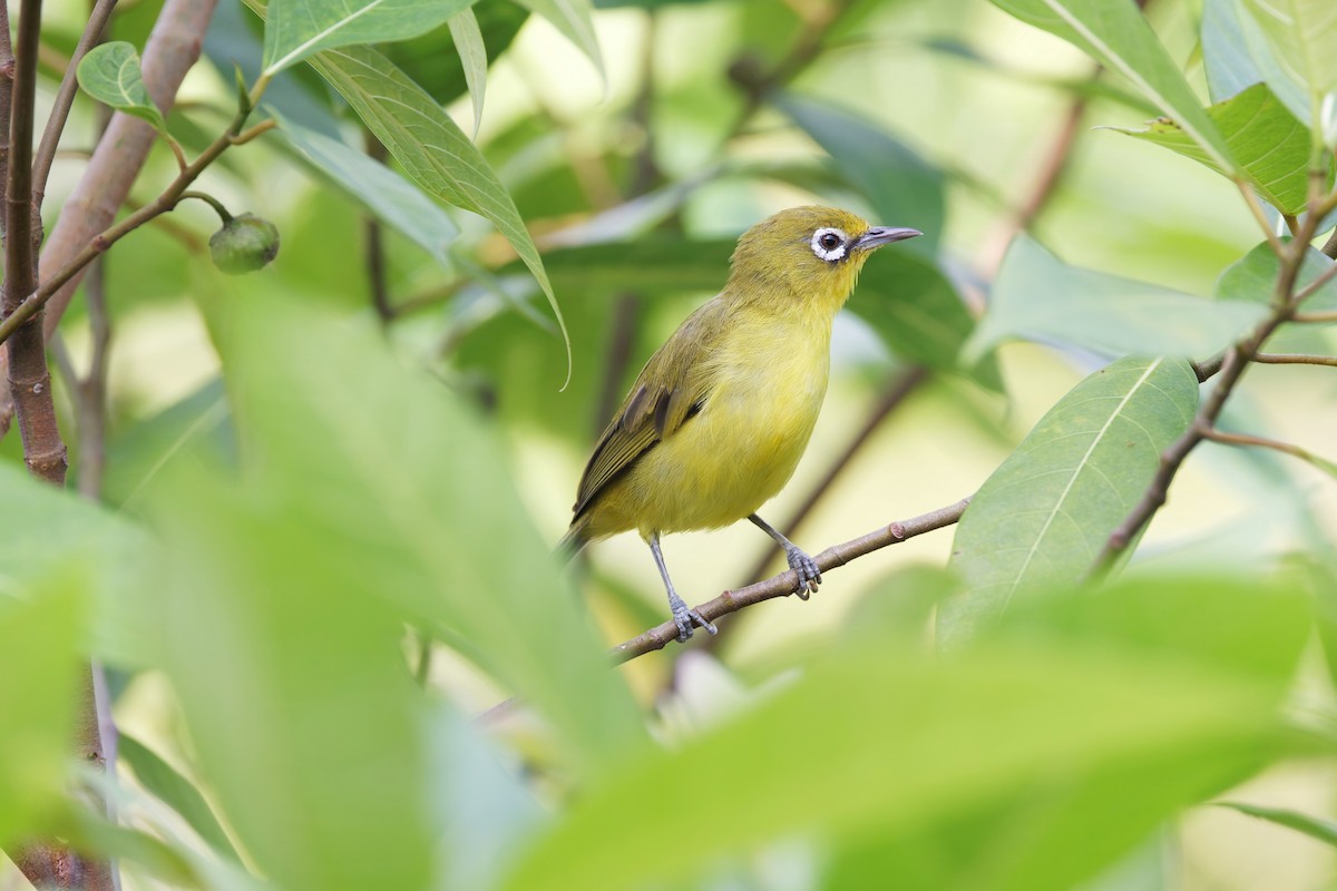 Lemon-bellied White-eye - ML644412217