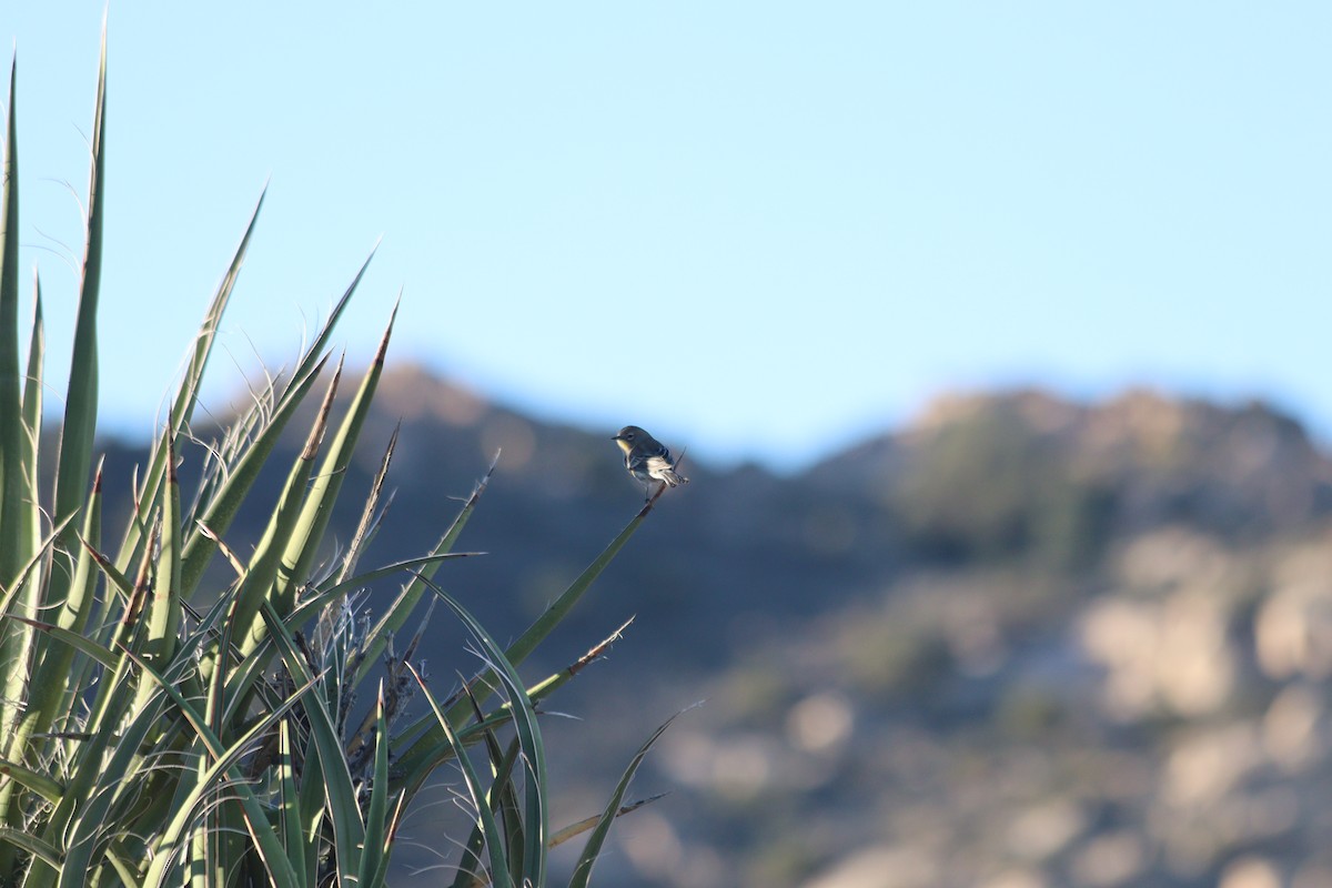 Taçlı Ötleğen - ML644412221