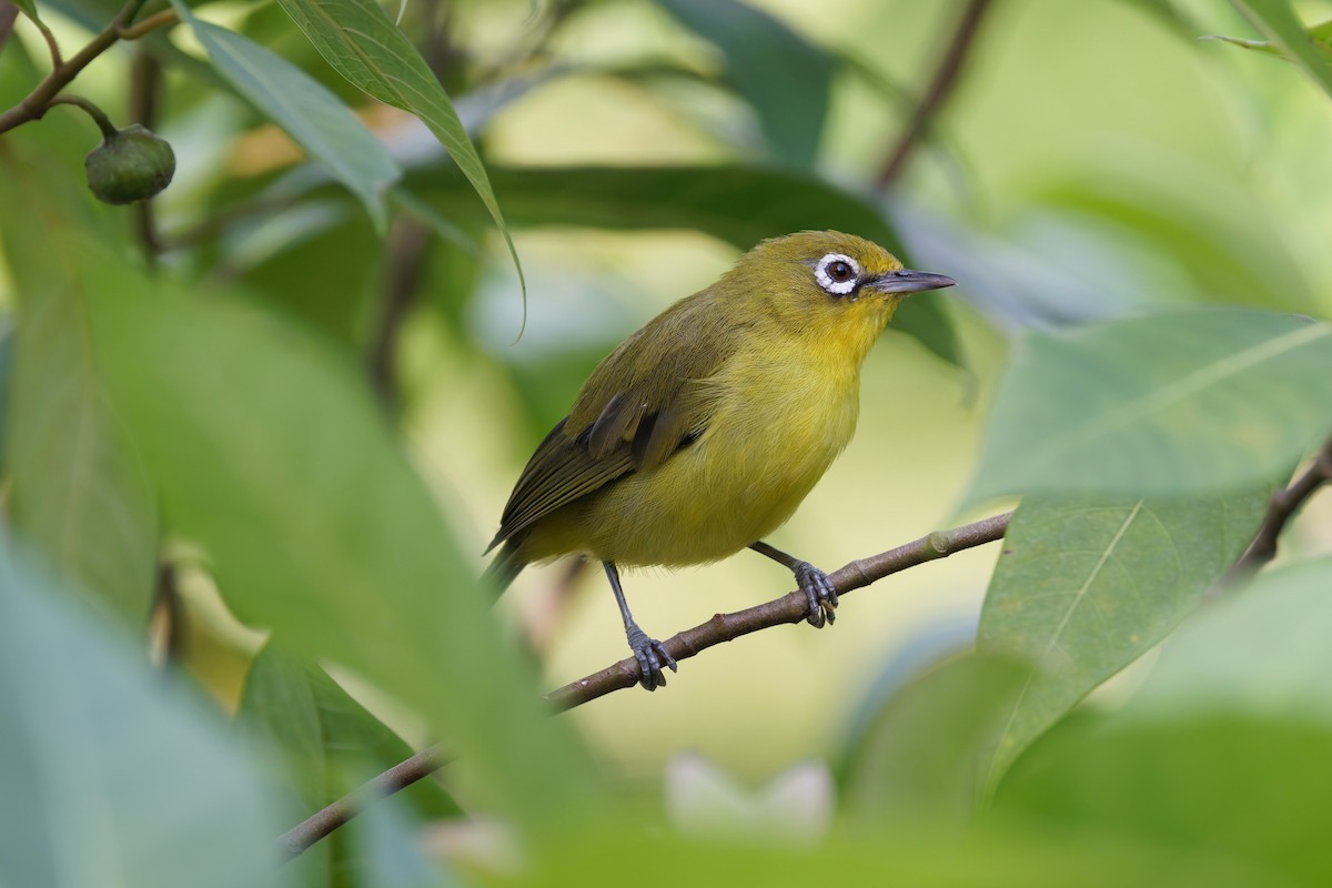 Lemon-bellied White-eye - ML644412222