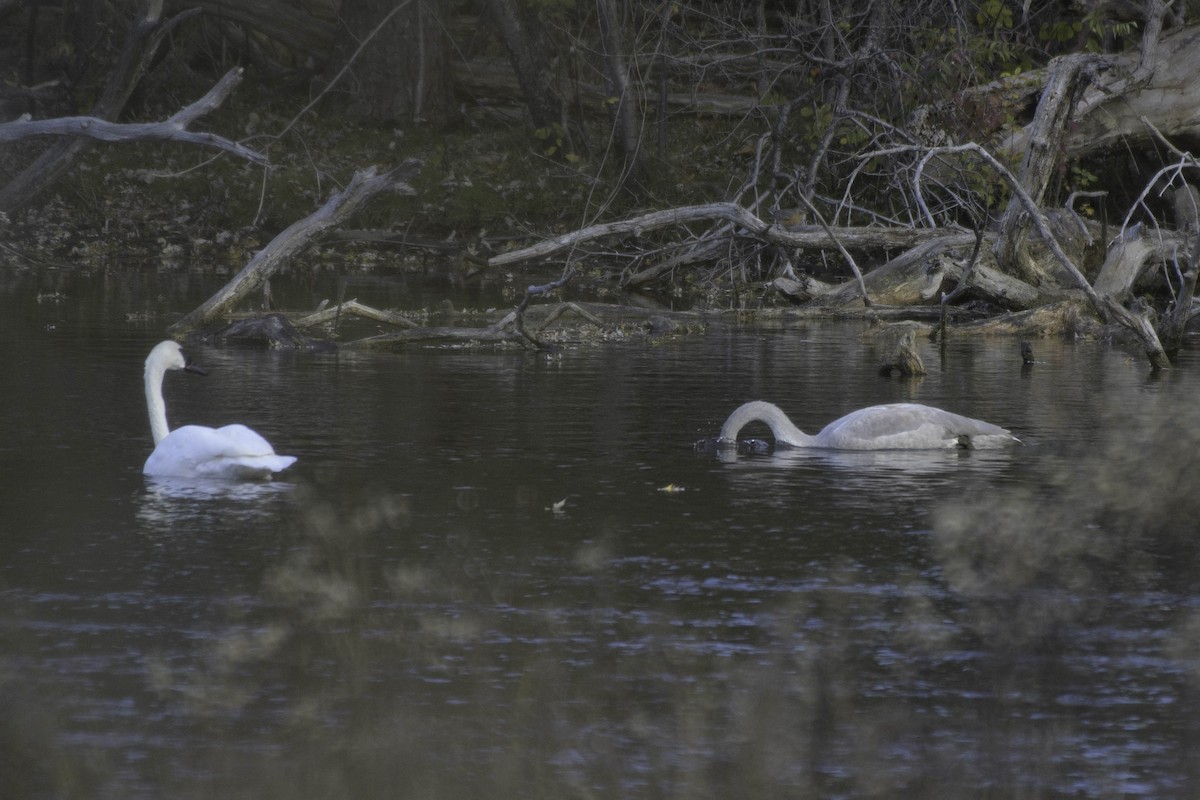 Trumpeter Swan - ML644412230