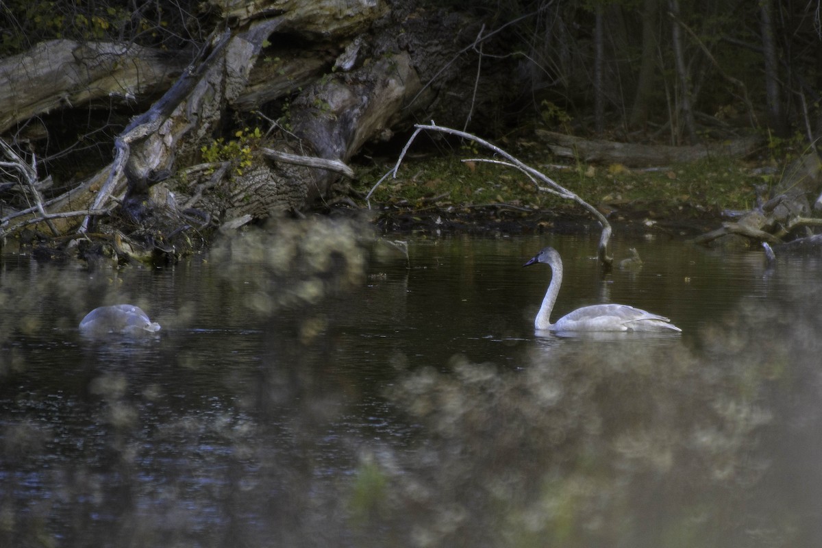 Trumpeter Swan - ML644412231