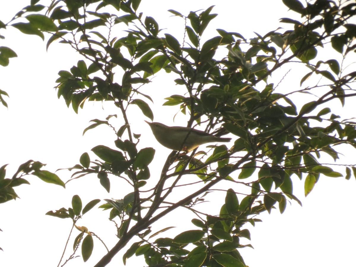 Pouillot du Caucase - ML644412233