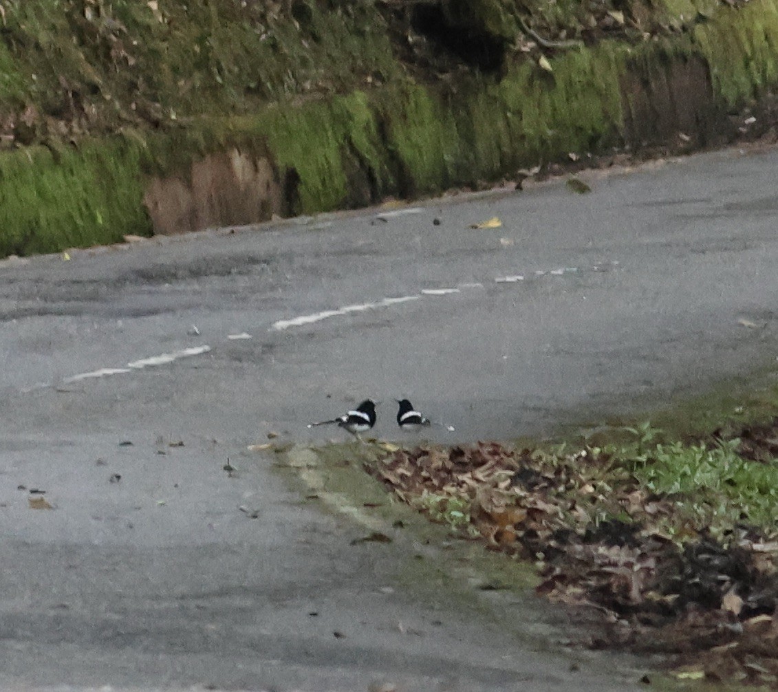 Bornean Forktail - ML644412234