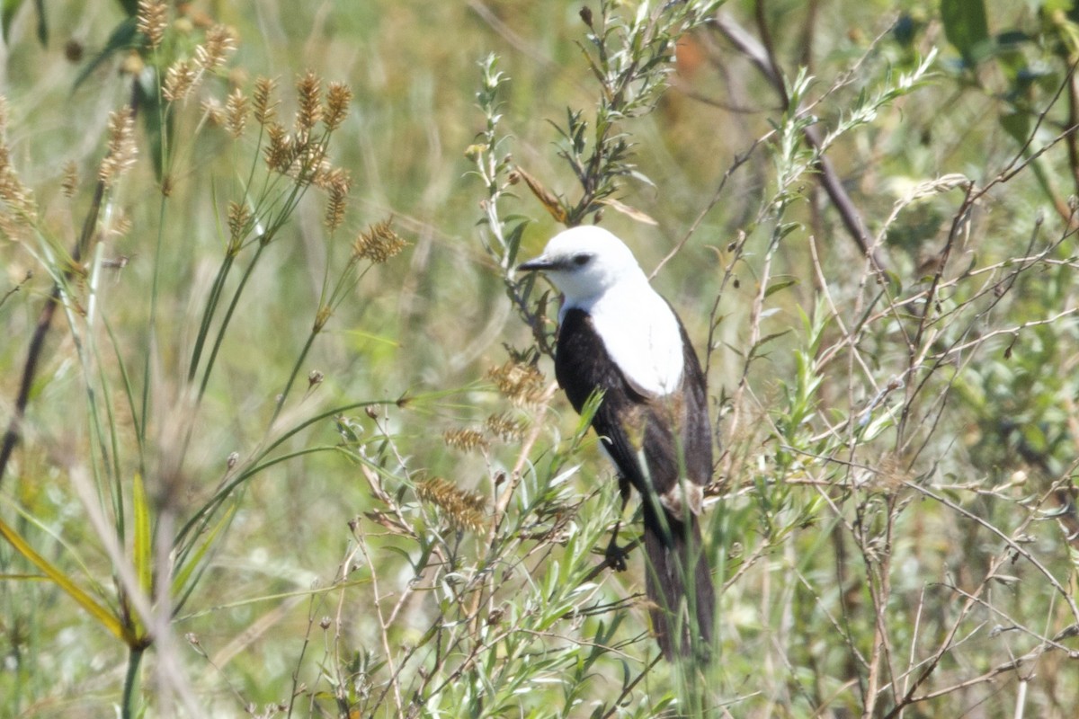 Black-and-white Monjita - ML644412237