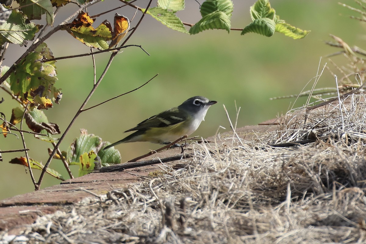 Blue-headed Vireo - ML644412238