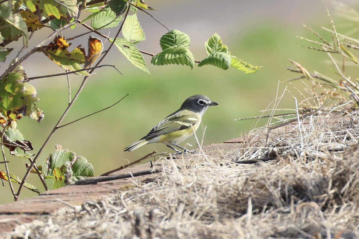 Blue-headed Vireo - ML644412240