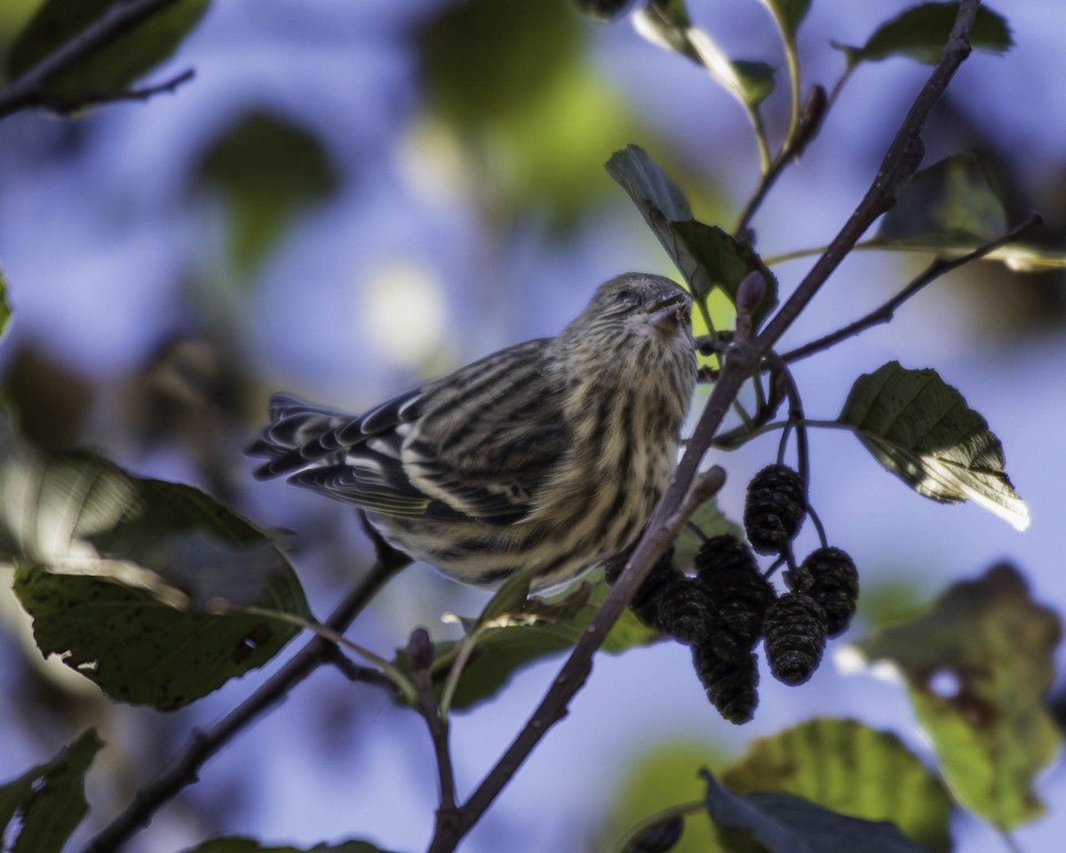 Pine Siskin - ML644412243